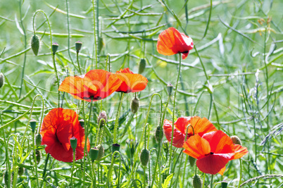 Klatschmohn am Feldrand