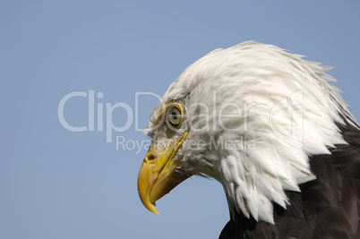 Closeup of an American Eagle