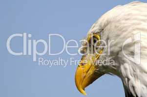 Closeup of American Eagle