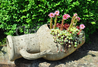 Hauswurz mit Blüten (Sempervivum)