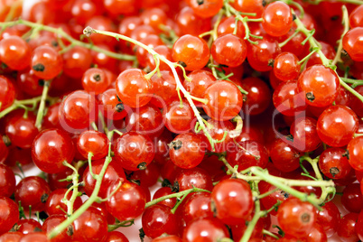 Red currant