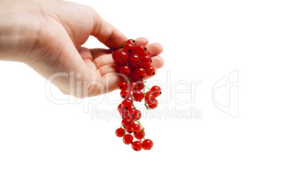 Female hand with red currant berries