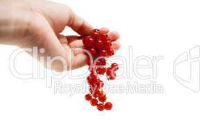 Female hand with red currant berries