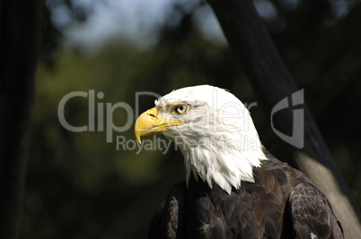 Close up of a Bald Eagle