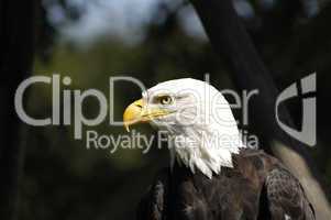 Close up of a Bald Eagle