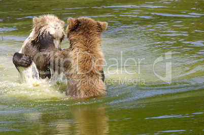 Bears fighting in Water