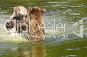 Bears fighting in Water