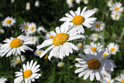 butterblumen