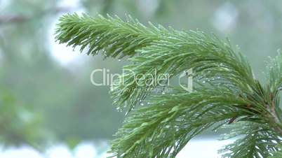 Fir branch.