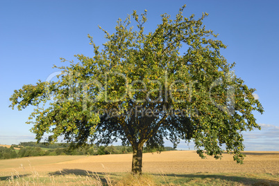 Apfelbaum vor der Ernte