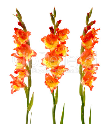 Red and yellow gladiolus
