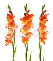 Red and yellow gladiolus