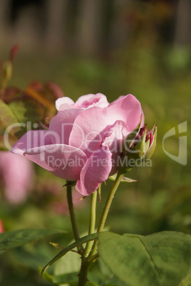 Rose Pink mit Knospe