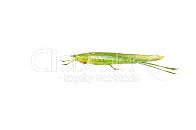 Green Grasshopper isolated on white.