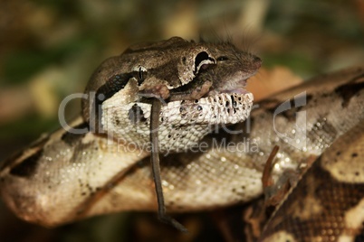 snake - boa constrictor, lunch with mice.