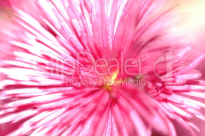 macro chrysanthemum