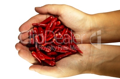 Hot chili pepper in the hands
