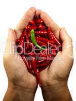 Hot chili pepper in the hands