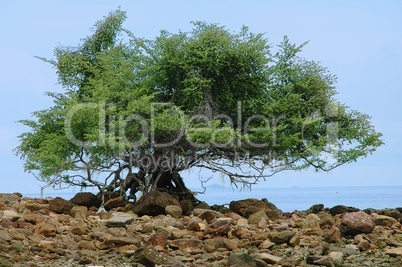 Giant tree on the ocean shore.