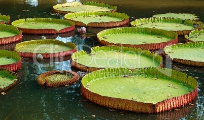 Giant lilies leafs in the pond.