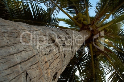 Coconut palma.
