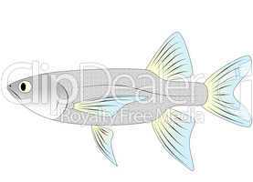 minnow