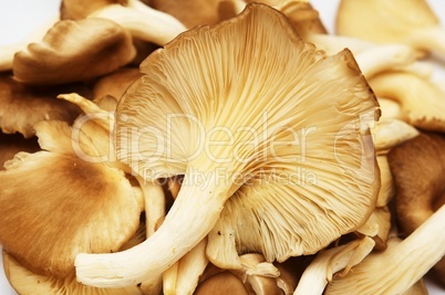 Group of raw mushrooms.