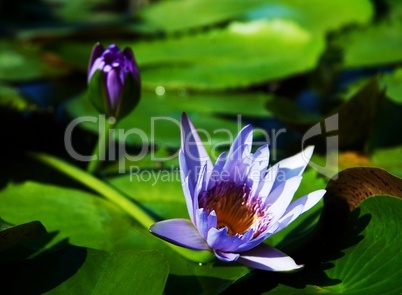Blossom water lotus.