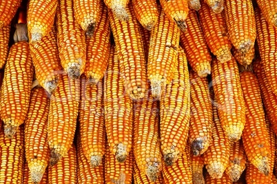 Dry yellow corn