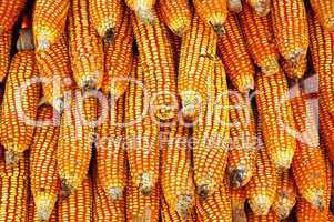 Dry yellow corn