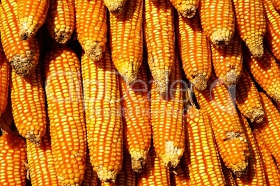 Dry yellow corn