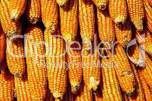 Dry yellow corn