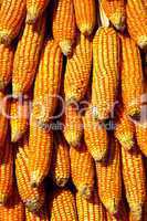 Dry yellow corn