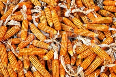 Dry yellow corn