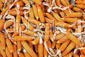 Dry yellow corn