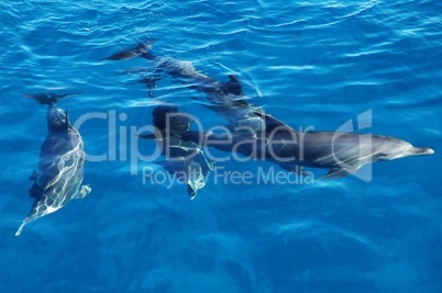 Group of dolphins in the sea