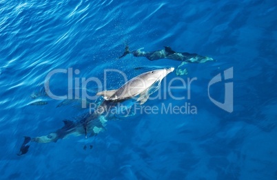 Group of dolphins in the sea