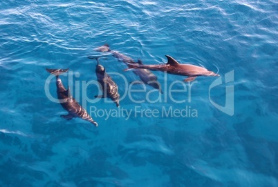 Group of dolphins in the sea