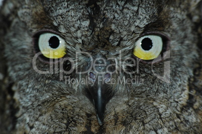 Owl?s face
