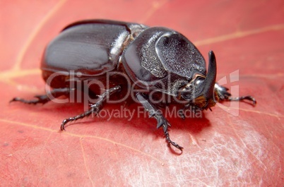 Beetle rhinoceros.