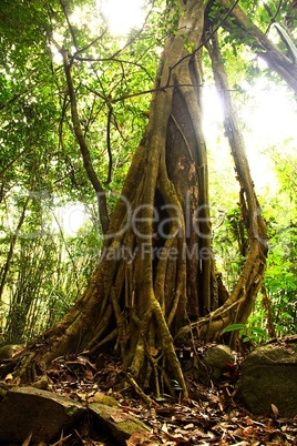 Giant Tree in the rain forest.