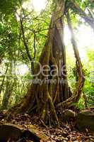 Giant Tree in the rain forest.