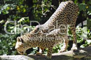 Outstretching Cheetah