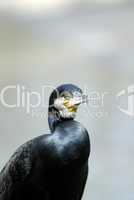 Portrait of a Cormorant