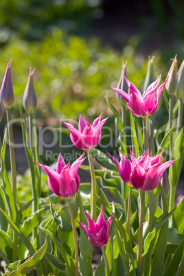 lila Tulpen im Freien im Garten