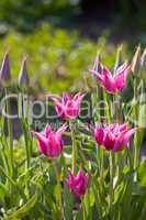 lila Tulpen im Freien im Garten