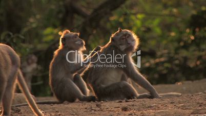 Monkeys grooming