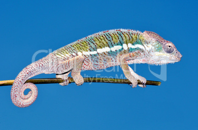 panther chameleon