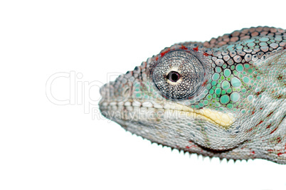 chameleon portrait