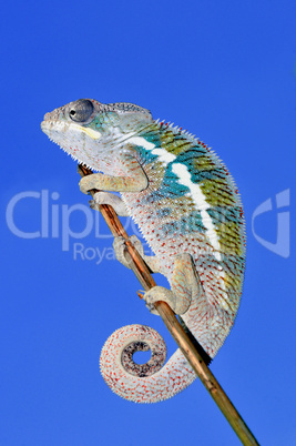 chameleon portrait